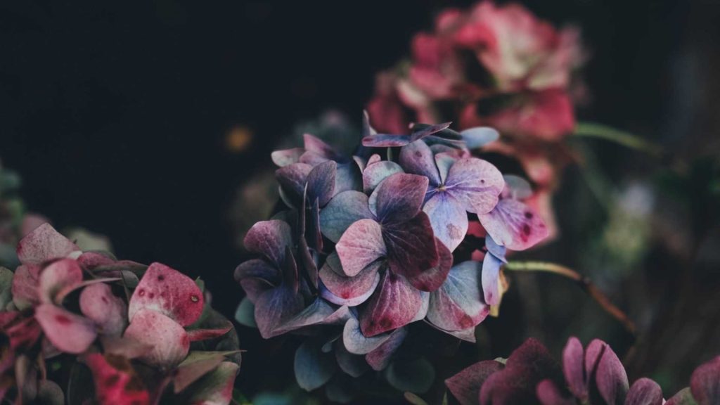 It is springtime, the dandelions are everywhere!