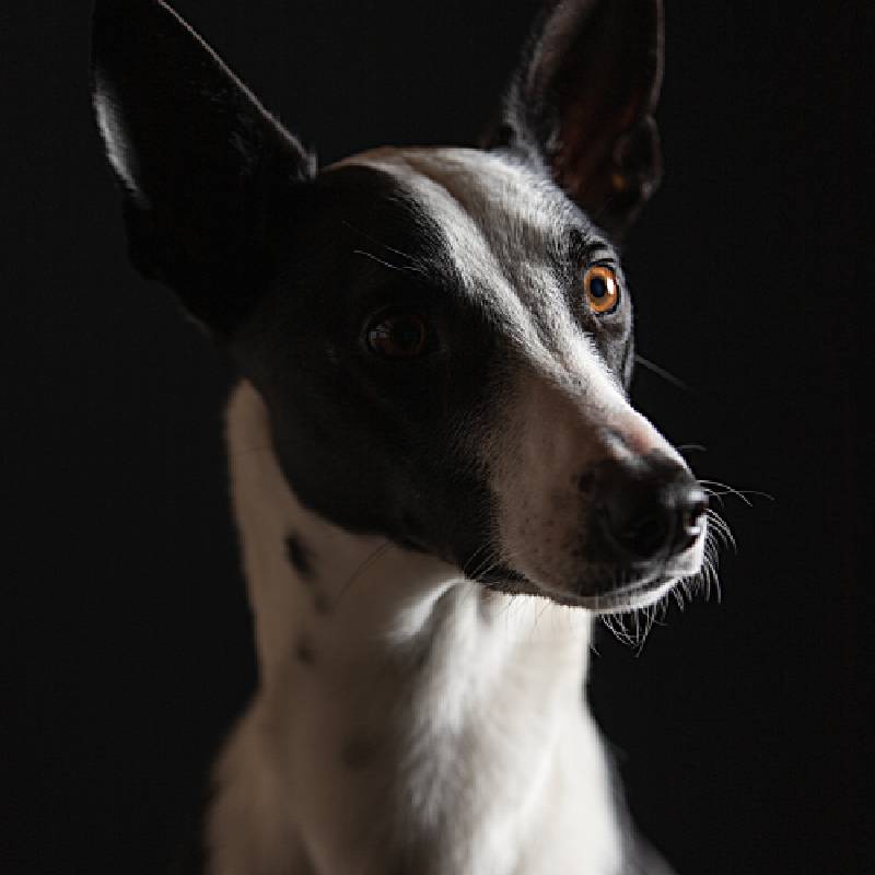 Dog Portrait Get a Zoom