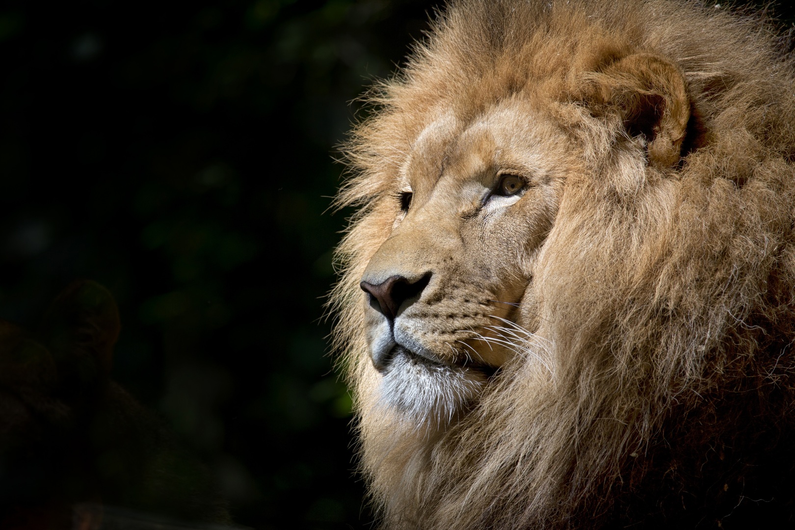 African Lion <span>Feel The Leadership</span>