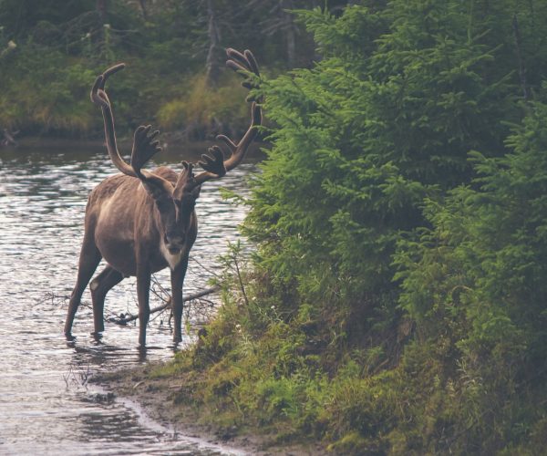 Moose Caught in Wild