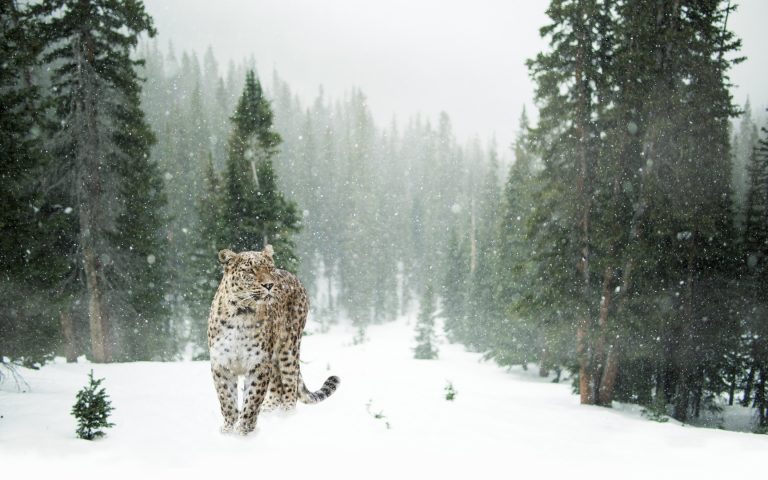 Haunting With Snow Leopard